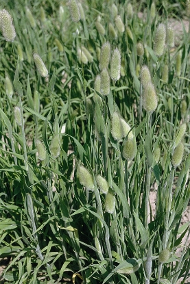Picture of Grasses - Lagurus Ovatus